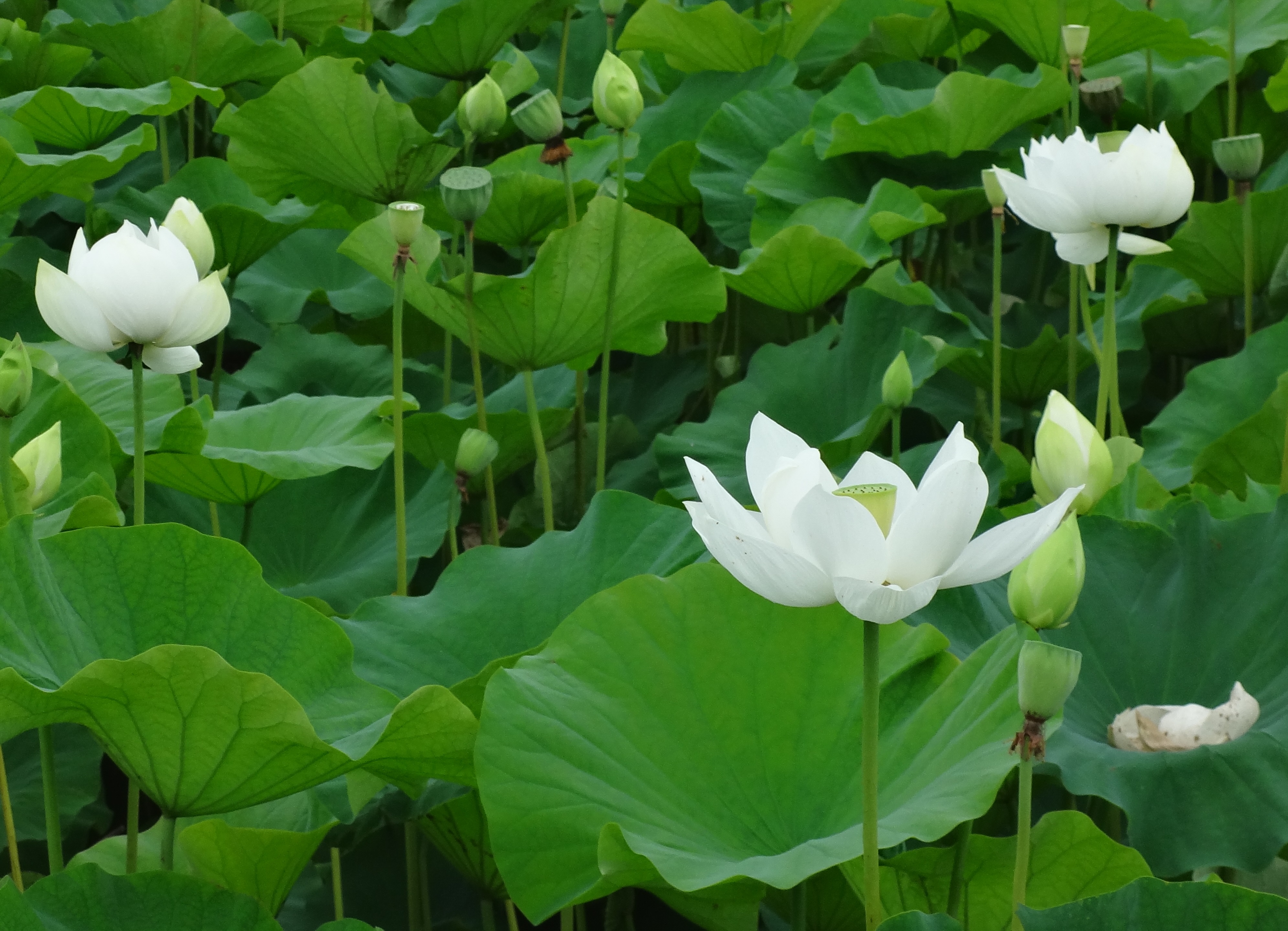 ため池に白い蓮の花が咲いた 塩田まちづくり協議会